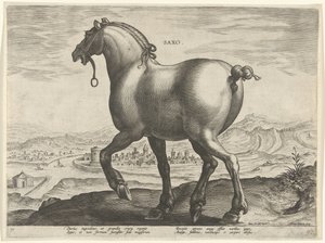 Ló Szászországból Saxo (cím a tárgyon) Lófajták az osztrák Don Juan királyi istállójából (sorozat címe) Equile Ioannis Austriaci Caroli (sorozat címe)