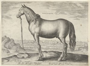 Ló Thesszáliából (Thessalus) Thessalvs (cím a tárgyon) Lófajták az osztrák Don Juan királyi istállójából (sorozat címe) Equile Ioannis Austriaci Caroli (sorozat címe)