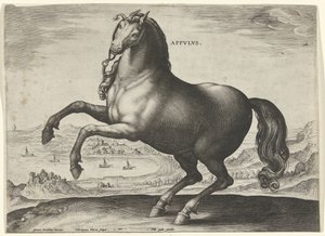 Ló Dél-Olaszországból (Appulus) Appvlvs (cím az objektumon) Lófajták az osztrák Don Juan királyi istállójából (sorozat címe) Equile Ioannis Austriaci Caroli (sorozat címe) alkotó: Hieronymus Wierix