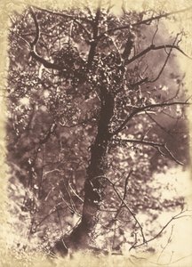 Ivy Covered Tree Colintonban alkotó: Hill and Adamson