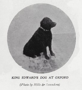 VII. Edward király kutyája az Oxfordi Egyetemen (f/w fotó)