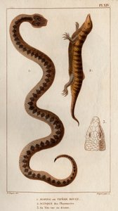 Aesping vagy Red Vipere, Skink a gyógyszertárakból, a feje fent látható." Fauna des Mdecins vagy az állatok és termékeik története, Hippolyte Cloquet” – 6. kötet – 1825. alkotó: Hippolyte Cloquet
