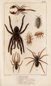 A boltok Amardille-ja, a rühesek Sascopte-ja, a Tarantula, a barlangok Araignee, a Mygale, a Skorpió.