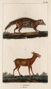 Civet and Musk.” „Fauna des Mdecins vagy az állatok és termékeik története, Hippolyte Cloquet” – 6. kötet – 1825. alkotó: Hippolyte Cloquet
