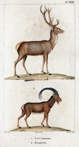 Közönséges szarvas és kőszáli kecske.” „Fauna des Mdecins vagy az állatok és termékeik története, Hippolyte Cloquet” – 6. kötet – 1825.