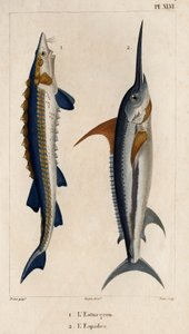 Sturgeon and Swordfish.” „Fauna des Mdecins vagy az állatok és termékeik története, Hippolyte Cloquet” – 6. kötet – 1825.