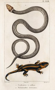 The Collared Snake, Land Salamander.” „Fauna des Médecins avagy az állatok és termékeik története, Hippolyte Cloquet” – 6. kötet – 1825.