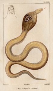 A Naja vagy a vipera szemüveges.” „Fauna des Mdecins vagy az állatok és termékeik története, Hippolyte Cloquet” – 6. kötet – 1825. alkotó: Hippolyte Cloquet