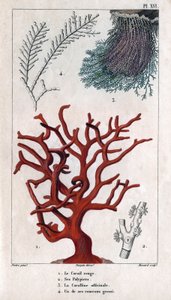 A Vörös Korall, annak Polypiers, a Coralline officinale, az egyik durva ág. in "" A dokkok faunája vagy az állatok és termékeik története, Hippolyte Cloquet" - 6. kötet - 1825. alkotó: Hippolyte Cloquet