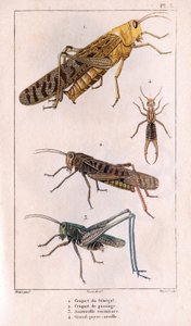 The Senegal Grasshopper, Passage Grasshopper, Grasshopper, Great Pierce-ear.in „” Fauna des Medecins or history of animals and products by Hippolyte Cloquet”” – 6. kötet – 1825. alkotó: Hippolyte Cloquet