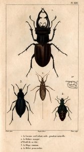 A hím sárkány tetőablak, natúr méret, a Reduve maszk, a közönséges blapok, a proscarabee Meloe in "" Fauna of the doctors or history of animal and products by Hippolyte Cloquet" - 6. kötet - 1825.