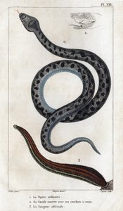 A közönséges Vipera, akinek a szája tátva van, és az agyarai méreg, az officinale Sangue.