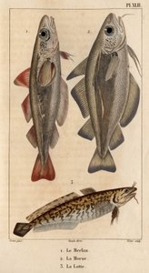 A vékonybajszú tőkehal, a tőkehal és a bojtornya.” Fauna des Mdecins vagy az állatok és termékeik története, Hippolyte Cloquet” – 6. kötet – 1825.