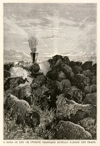 Tíz-tizenkétezer fős bivalycsorda zárta le a pályát, Jules Verne (1828-1905) nyolcvan nap alatt a világ körül, Louis Prevost metszet, 1873.