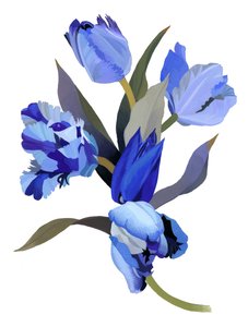 Kék tulipán