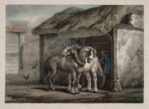 Farm Horse.