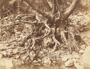 Fa gyökérgubancokkal,1853 (fotó) alkotó: Hugh Owen