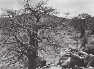 Afrika: Nuba (fekete-fehér fotó). alkotó: Hugo Adolf Bernatzik