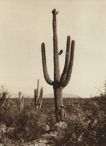 Mexikó: "Cereus giganteus" Magdalena környékén, Sonora államban (fekete-fehér fotó)