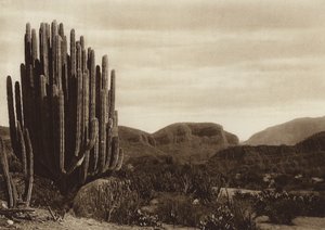 Mexikó: Cuicatian, "Cereus candelabrum" (fekete-fehér fotó)
