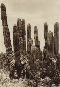 Mexikó: Guaymas, "Cereus Pringlei", Estado Sonora (fekete-fehér fotó)