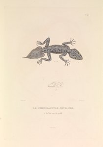 A Gymnodactyle Phyllure