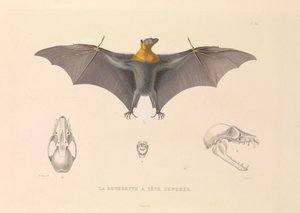A Hoary Head Rousette