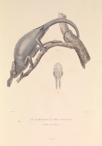 A villás orrú kaméleon