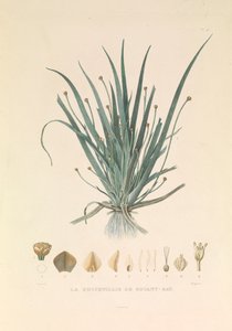 A Botany-öböl Busseuillie-je