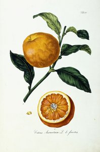 Narancssárga gyümölcs, citrusfélék alkotó: Ignaz (after) Strenzl