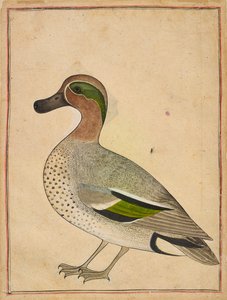 Zöldszárnyú kékeszöld, 1730 körül alkotó: Indian School