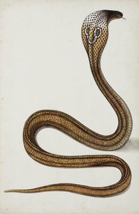 Kobra (Maja tripudians) felhúzott kapucnival, 1785-89 (papíron átlátszatlan wc) alkotó: Indian School
