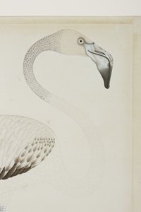 Flamingó, részlet, 1780 körül (átlátszatlan wc papíron) alkotó: Indian School