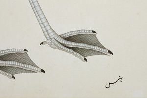 Flamingó, részlet, 1780 körül (átlátszatlan wc papíron) alkotó: Indian School
