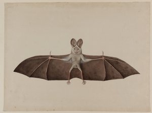 Ázsiai kis hamis vámpír denevér, 1790 körül alkotó: Indian School