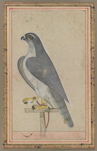 Sólyom, 1770 körül (fedetlen akvarell, papír) alkotó: Indian School