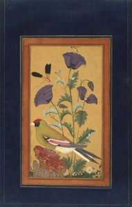 Pinty, pipacsok, szitakötő és méhecske, 1650-70 (átlátszatlan wc és arany papíron) alkotó: Indian School