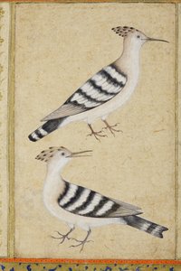Hoopoes, 1590 körül (átlátszatlan wc és arany papíron) alkotó: Indian School
