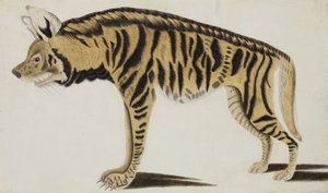 Hiéna, 1794 után (papíron átlátszatlan wc) alkotó: Indian School