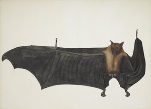 indiai repülő róka, más néven nagy indiai gyümölcs denevér; Pteropus Giganteus, c. 1800 (kézzel színezett gravírozás) alkotó: Indian School