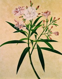 Oleander, 1840 körül (gouache) alkotó: Indian School
