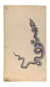A Sárkány csillagkép: al-Tinnin, 1740 (átlátszatlan wc, tinta és arany papíron) alkotó: Indian School