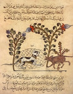 A macska és a patkány, arab miniatűr a "Kalila va dimna"-ból. alkotó: Indian School