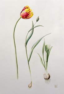 Papagáj tulipán, 1995 (wc) alkotó: Iona Hordern