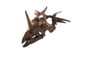 Egy eredeti Styracosaurus a Kanadai Természettudományi Múzeumban. alkotó: Ira Block