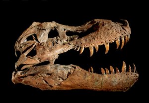 Tyrannosaurus Rex "Sue...." fosszilis koponyája. alkotó: Ira Block