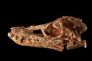 Junggarsuchus sloani, a középső jura időszakból származó sphenosuchi. alkotó: Ira Block