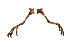 A Deinocheirus mongol dinoszaurusz, hatalmas karjaival és karmaival. alkotó: Ira Block