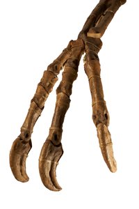 A Deinocheirus mongol dinoszaurusz, hatalmas karjaival és karmaival. alkotó: Ira Block