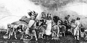 Burgonya betakarítás, 1870-es évek alkotó: Irish School